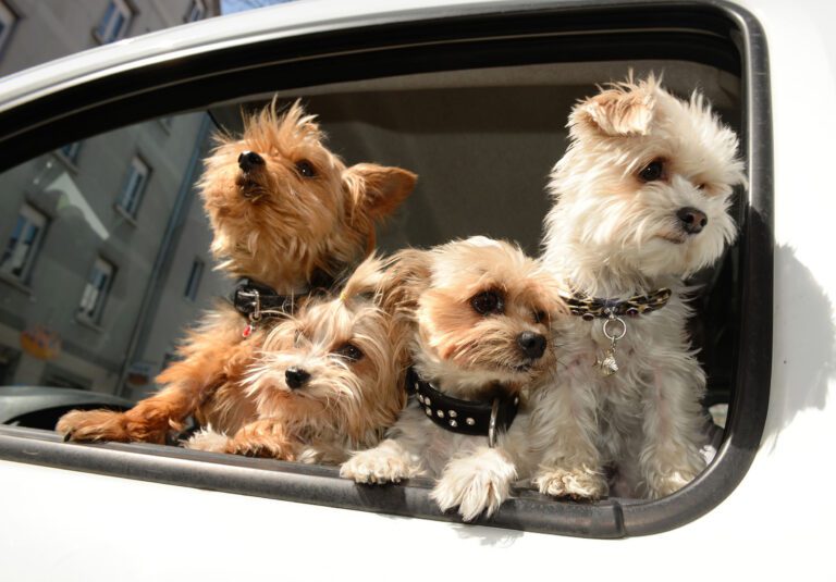 dog odor in cars