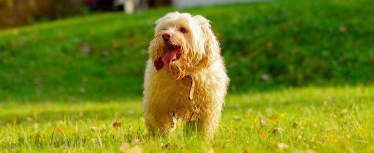 A shaggy dog walks through a grassy yard