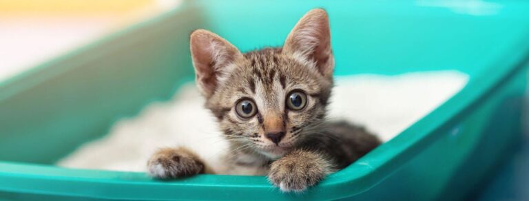 A kitten looks out over the edge of a litter box