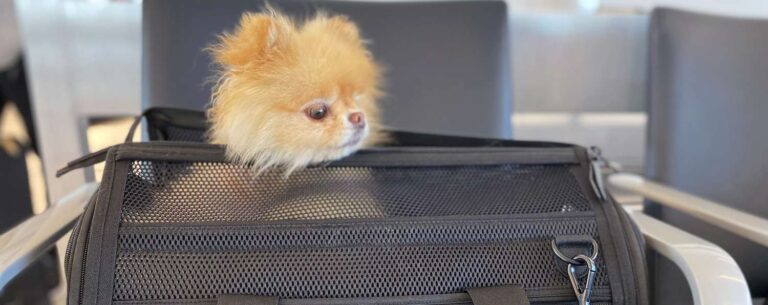 a puppy goes for a plane ride