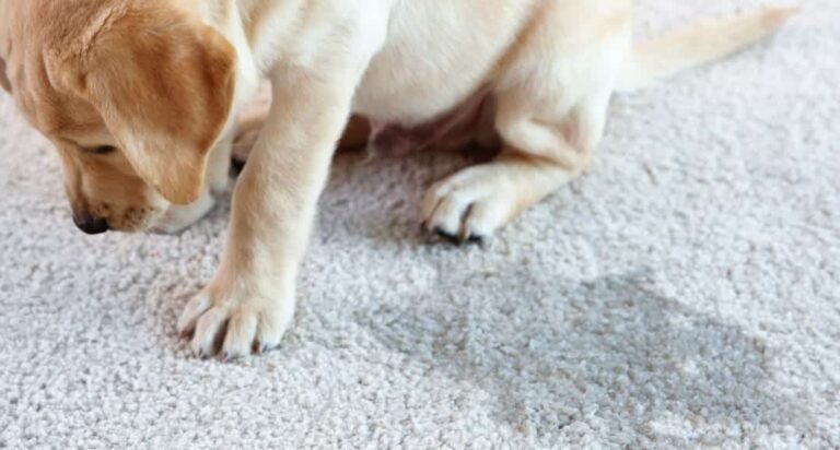 a puppy in picture that peed on carpet.