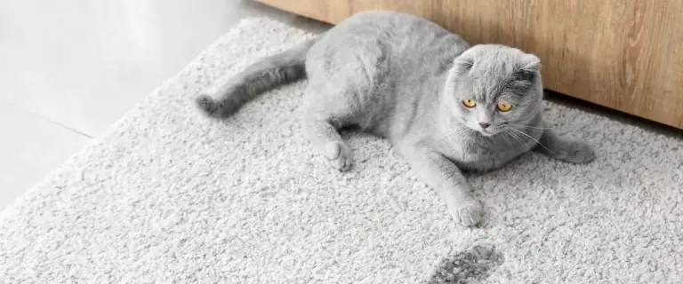 a cat peed on carpet and sitting beside