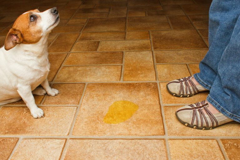 a dog peed on floor and a person is getting angry on him.