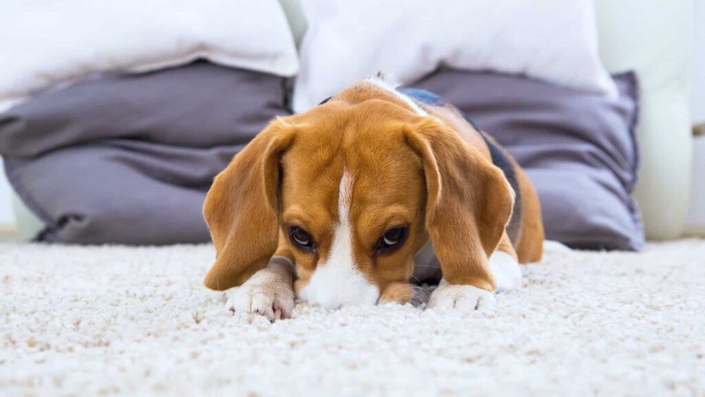 a puppy sitting sad on carpet.