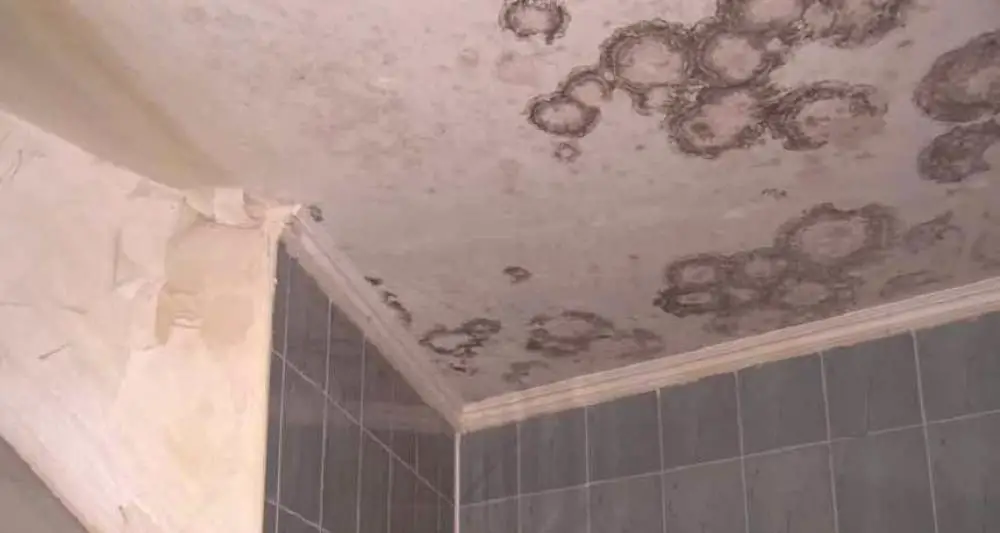 mold on bathroom roof