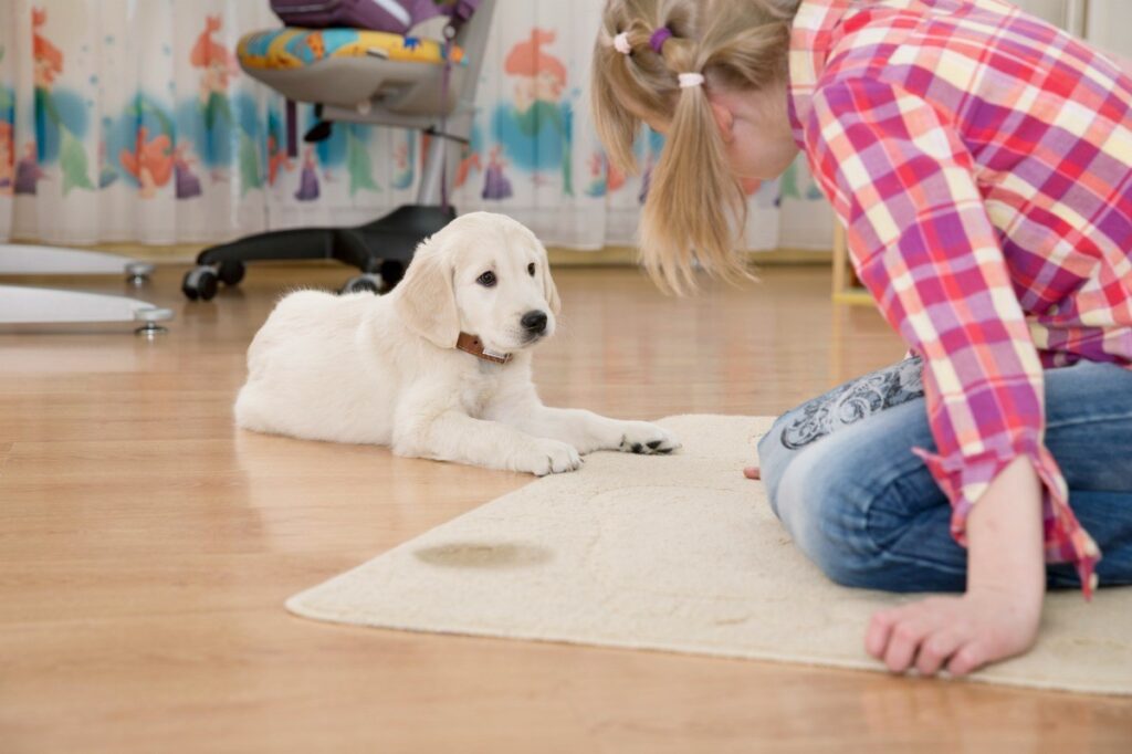 a dog sitting sad after peeing on the carpet and her owner is getting angry on him.