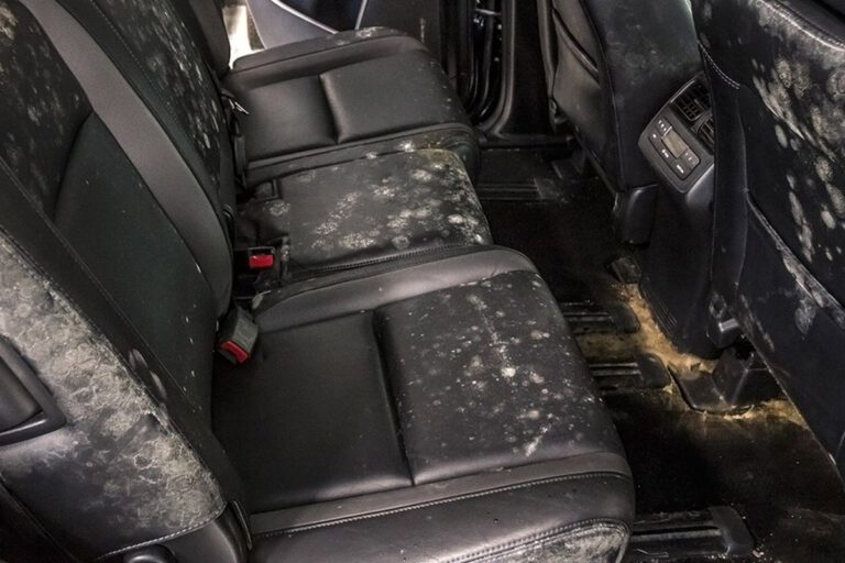 picture of car back seats with mold.