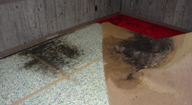 carpet folded corner and found mold under the carpet