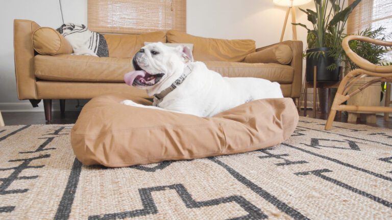 a dog relaxing on his bed, a couch can be seen in background.