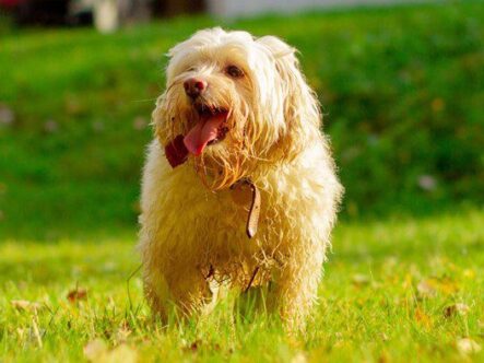 A shaggy dog walks through a grassy yard