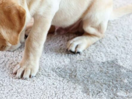 a puppy in picture that peed on carpet.