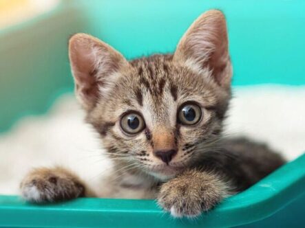 A kitten looks out over the edge of a litter box