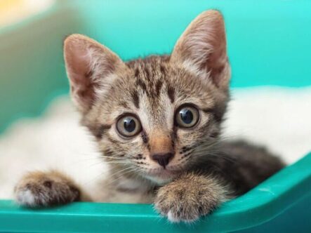 A kitten looks out over the edge of a litter box