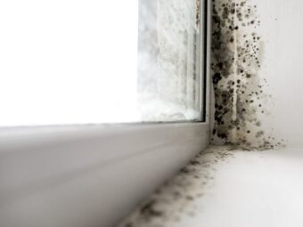 Removing the odor of mold