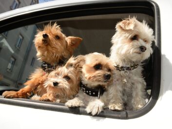 dog odor in cars