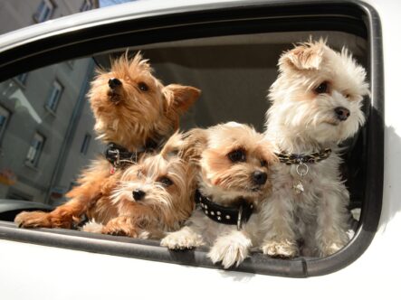 dog odor in cars