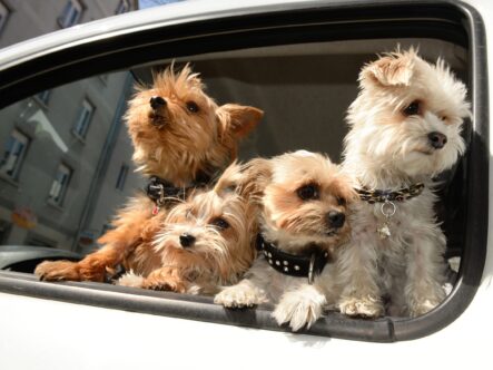 dog odor in cars