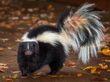 odors from skunks on your property