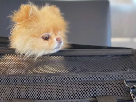 a puppy goes for a plane ride